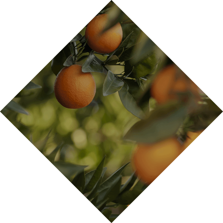Μέλι πορτοκαλιάς